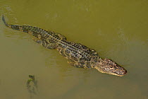 Chinese alligator (Alligator sinensis) swimming in Yangtze, streamline with legs pressed against body. Critically endangered species with captive breeding programme in Anhui Province, China. 2009