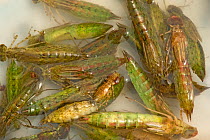 Dragonfly (Odonata) nymphs, sold live as food. Puzehai Lake, Puzhehei National Wetland Park, Yunnan, China. 2009.