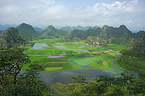 Wetland with areas of rice and Sacred lotus (Nelumbo nucifera) surrounded by peaks. View from Jade Dragon Peak. Puzhehei National Wetland Park, Yunnan Province, China, 2009.