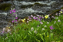 Primula (Primula sikkimensis), Himalayan cowslip (Primula secundiflora) and Crucifer (Brassicaceae) at edge of stream. Kanding, Sichuan Province, China.