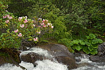 Rhododendron (Rhododendron souliei) and Leopard plant (Ligularia sp) on bank of river flowing through forest. South of Kangding, Sichuan Province, China. June.