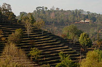 Old tea terraces with scattered shade trees. Near Kunming, Yunnan, China. January 2007.