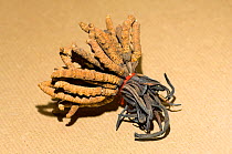 Caterpillar fungus (Ophiocordyceps sinensis), a rare traditional Chinese medicine sold to nourish yin and yang, for anti-aging and as natural viagra substitute- Dong Chong Xia Cho. Yunnan, China.