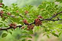 Sichuan pepper (Zanthoxylum bungeanum) branch with fruit.Sichuan, China. July.