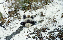Giant panda (Ailuropoda melanoleuca) sliding down slope on back after losing footing. Panda Breeding Centre, Wolong, Sichuan, China. January 1987.