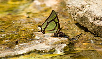China nawab (Polyura narcaeus) butterfly drinking at thermal seep. Gaoligongshan National Nature Reserve, Yunnan Province, China.