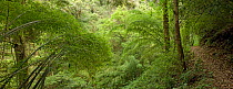 Bamboo growing beside narrow mountain track. Gaoligongshan National Nature Reserve, Three Parallel Rivers of Yunnan Protected Areas, Yunnan Province, China. May 2009. Digitally stitched panorama.