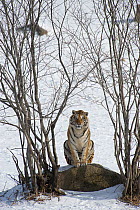Amur / Siberian tiger (Panthera tigris altaica) sitting on rock between trees in winter. Captive in tiger park. Heilongjiang Province, China. January 2010.