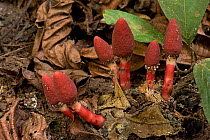 Red mucronata (Balanophora harlandii), a parasite on woody roots with flowers resembling fungi. Wild Elephant Valley, Xishuangbanna, Yunnan, China.