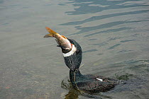 Cormorant (Phalacrocorax carbo) with fish in beak. Gullet restricted with rice straw tie, cormorant used by fisherman to return fish to raft. Bird allowed to eat every sixth fish. Yangshuo, Guangxi, C...