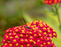 Chalcid wasp (Gasteruption jaculator) nectaring on Yarrow (Achillea millefolium) cultivar, picking up pollen on legs and head. Long ovipositor used to lays eggs inside solitary bee nests. In garden, S...