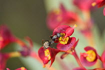 Ant (Formicidae sp) feeding on Euphorbia (Euphorbia atropururea), pollen on head. Tenerife, Canary Islands.