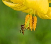 Marmalade hoverfly (Episyrphus balteatus) feeding on Caucasian lily (Lilium monadelphum) pollen. Pollen transferred to other flowers via legs. Russian Caucasus, Georgia. June.