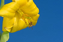 Marmalade hoverfly (Episyrphus balteatus) feeding on Caucasian lily (Lilium monadelphum) pollen. Pollen transferred to other flowers on legs and hairy body. Russian Caucasus, Georgia. June.