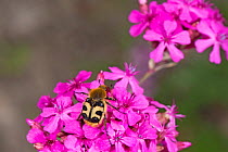 Bee beetle (Trichius fasciatus), a bee mimic, nectaring on Umbel-flowered catchfly (Silene compacta). Picks up pollen on hairy body. Russian Caucasus. June.