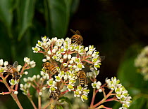 Honey bees (Apis mellifera) foraging on Korean evodia tree (Tetradium daniellii), a pollinator friendly plant. In garden, Surrey, England, UK. August.