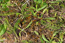 Ivy bee (Colletes hederae) males in mating swarm above garden lawn, waiting for females to emerge. Salisbury, Wiltshire, England, UK. September.