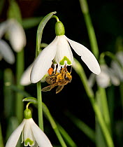 Honeybee (Apis mellifera) with full pollen baskets and pollen on head, thorax and abdomen. Bee withdrawing from Snowdrop (Galanthus nivalis) flower after nectaring. In garden, Surrey, England, UK. Feb...