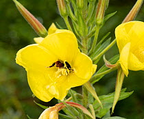Red-tailed bumblebee (Bombus lapidarius) picking up pollen strings in Large-flowered evening primrose (Oenothera glazioviana). Flowers remains open on cool mornings allowing diurnal species to nectar....