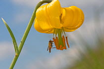 Marmalade hoverfly (Episyrphus balteatus) feeding on Golden apple (Lilium carniolicum) pollen, transfers pollen on body to other flowers. In high grassland, Mount Vournos, northern Greece.