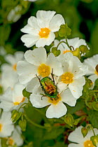 Rose chafer (Cetonia aurata) feeding on Rock rose (Cistus x hybridus) pollen. Cuts in petals where chafer&#39;s legs were inserted to prevent it from falling off. In garden, Surrey, England, UK. June.