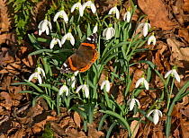 Red admiral (Vanessa atalanta) basking in sun, on Snowdrops (Galanthus nivalis). In garden, Surrey, England, UK. February.