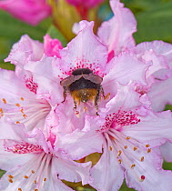 Buff tailed bumblebee (Bombus terrestris) queen nectaring on Rhododendron (Rhododendron sp), pollen from anthers on backside and legs. Surrey, England, UK. March.