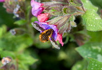 Large bee-fly (Bombylius major) nectaring on Lungwort (Pulmonaria sp). In garden, Surrey, England, UK. March.