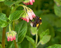 Garden bumblebee (Bombus hortorum) queen nectaring on Comfrey (Symphytum &#39;Hidcote Pink&#39;) flowers. In garden, Surrey, England, UK. March.