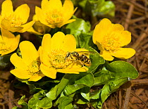 Wasp nectaring on Marsh marigold (Caltha palustris), picking up pollen on head, thorax and hairs on body. Turkey. May.