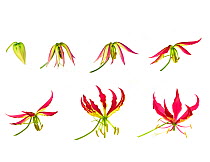 Flame lily (Gloriosa superba), timelapse sequence from opening bud to flowering, tepals becoming reflexed. Flower pollinated by butterflies. Controlled conditions.