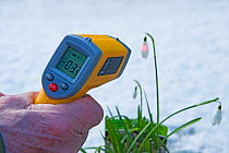 Hand held digital thermometer recording -3-5C on closed snowdrop flower. Conditions too cold to open and for pollinator activity. Cultivated in garden, Surrey, England, UK. February.