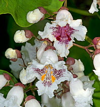 Southern catalpa (Catalpa bignonioides) flowers. Recently opened with yellow nectar guides, purple in older pollinated flowers. Surrey, England, UK. Native to USA.