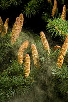 Cedar (Cedrus sp), male catkins releasing pollen. Surrey England, UK.