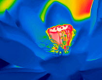 Sacred lotus (Nelumbo nucifera) taken with infra-red thermograph camera. Top of receptacle hottest at 35 degrees Celsius with stamens at 30 degrees Celsius. Cultivated in glasshouse, Surrey, England,...