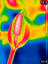 Skunk cabbage (Lysichiton americanus), taken with infra-red thermograph camera in swamp area. Spadix hottest at 22C. In cultivation, Surrey, England, UK. Native to Canada and USA. Sequence 2/2.