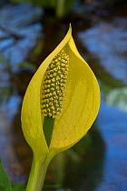 Skunk cabbage (Lysichiton americanus) in visible light. In cultivation, Surrey, England, UK. Native to Canada and USA. Sequence 1/2.