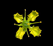 Common rue (Ruta graveolens) flower in visible light, nectar at base of petals. Stamens flip up sequentially with one still folded over the receptacle. Surrey, England, UK. Native to Balkan Peninsula....