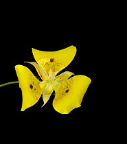 Yellow mariposa lily (Calochortus luteus) with dark nectar guides. Cultivated in glasshouse, Surrey, England, UK. Endemic to California.