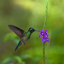 Purple throated mountain gem hummingbird (Lampornis calolaemus) hovering as it nectars on Porterweed (Stachytarpheta frantzii). Costa Rica.