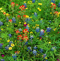 Texas bluebonnets (Lupinus texensis) and Indian paintbrush (Castilleja coccinea) amongst wildflowers in ditch beside byway. Rains triggered germinaton of annual seeds. Cuero, Texas, USA. April.