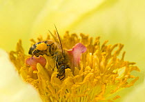 Honey bee (Apis mellifera) with full pollen basket foraging on pollen in Caucasian peony (Paeonia daurica Pollen transferred on bee&#39;s body to other flowers. In garden, Surrey, England, UK. May.