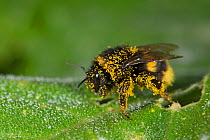 Bumblebee (Bombus sp) covered with pollen grains after visiting Squash (Cucurbita sp). In garden, Surrey, England, UK. September.