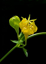 Musquia (Musschia aurea) flower. Cultivated in glasshouse, UK. Pollinated by Lizard (Lacerta dugesii) and Madeira bumblebee (Bombus maderensis) in Madeira. Pentaramous stigma enables lizard to climb o...