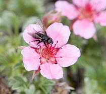 Fly (Diptera) feeding on Pink cinquefoil (Potentilla nitida). Flies are main pollinators in Dolomites, becoming active at lower temperatures than bees. Dolomites, Italy, July.