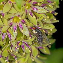Flesh fly (Sarcophaga sp) nectaring on Bi-coloured pineapple lily (Eucocmis bicolor). Fly attracted by flower&#39;s rotting carion smell. Pollen is transferred via thorax and legs of fly. Cultivated i...