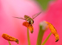Marmalade hoverfly (Episyrphus balteatus) feeding on pollen on Stargazer lily (Lilium orientalis &#39;Stargazer&#39;) anther. Pollination occurs when pollen is transferred to next lily flower on hover...