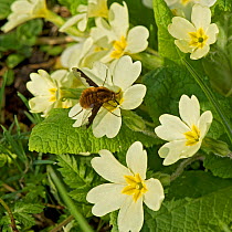 Common bee fly (Bombylius major) nectaring on Primrose (Primula vulgaris). This insect is the main pollinator of Primrose. In nature reserve, Surrey, England, UK, April.