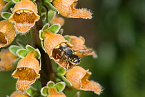 Wool carder bee (Anthidium manicatum) female entering Rusty foxglove (Digitalis ferruginea) flower. Pollen transferring to head from stamens on upper lip of flower. Cultivated in garden, Surrey Englan...
