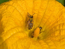 Honey bee (Apis mellifera) with pollen grains on back. Inside male Squash (Cucurbita sp) flower. Cultivated in garden, Surrey, England, UK. September.